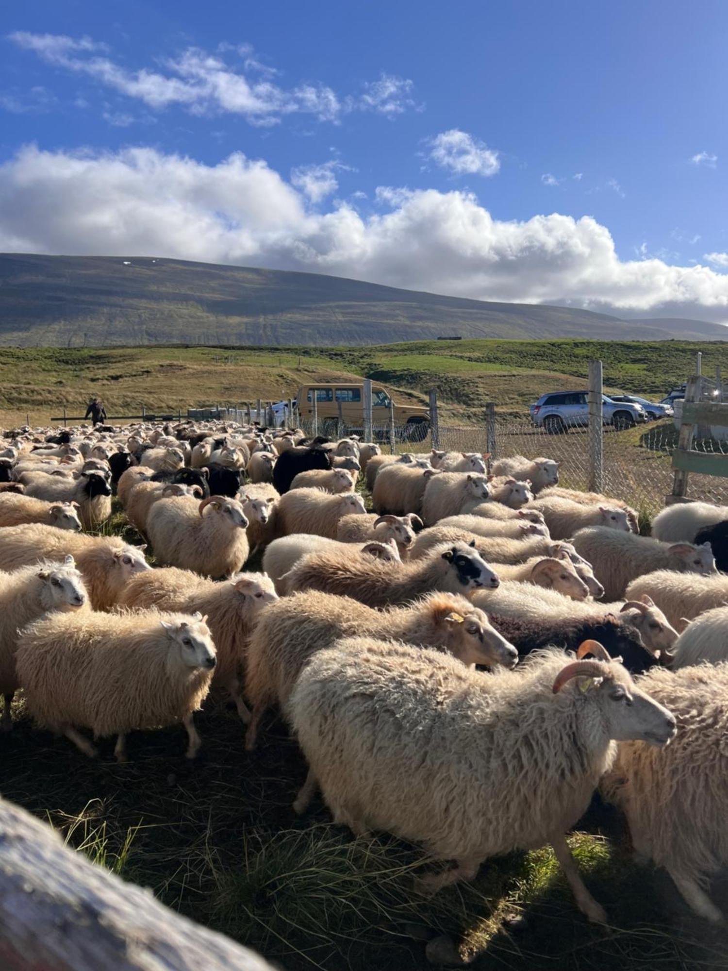 Stora-Asgeirsa Horse Farm Stay Vithigerthi Bagian luar foto